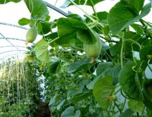 Как выращивать бахчевые культуры в открытом грунте?