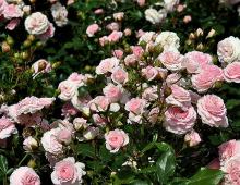 Подкормка роз летом: как не навредить растениям