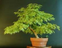 Как вырастить дерево бонсай: рекомендации по уходу за миниатюрной флорой Маленькое дерево бонсай