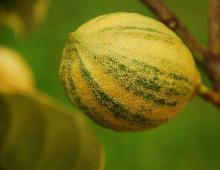 Лимон эврика описание. Лимонное дерево эврика. Появление желтых листьев, плохой рост дерева