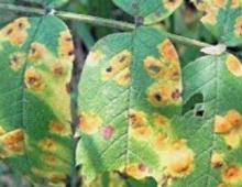 Как бороться с болезнями и вредителями аронии (рябины) черноплодной Почему засыхают листья у рябины черноплодной