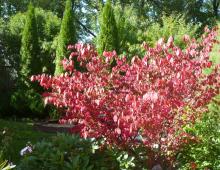 Бересклет в саду: виды, сорта и особенности выращивания Как выглядит лист бересклет осенью